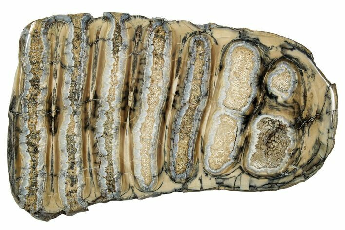 Polished Mammoth Molar Slice - South Carolina #335388